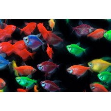 Тернеция карамель Glofish ассорти