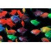 Тернеция карамель Glofish ассорти