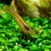 Креветка Амано (Caridina multidentata, Amano Shrimp, Caridina japonica)