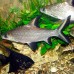 Акулий балу, барбус акулий (Balantiocheilos melanopterus) 4 см