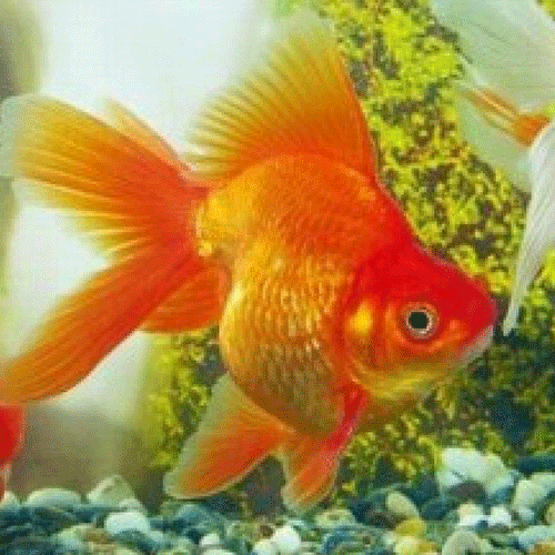 Аквариумные золотые рыбки: уход, кормление и содержание