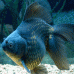 Золотая рыбка ассорти (Carassius auratus)