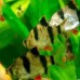 Суматранский барбус (Puntius tetrazona) 3 см