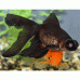 Золотая рыбка – телескоп (Carassius auratus moor), черный