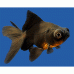 Золотая рыбка – телескоп (Carassius auratus moor), черный