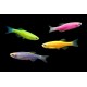Данио Glofish ассорти ( зеленые, апельсиновые, розовые) (Brachydanio rerio) 