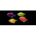 Тернеция карамель Glofish ассорти(зеленые, фиолетовые) (Gymnocorymbus ternetzi) 