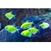 Тернеция карамель Glofish ассорти(зеленые, фиолетовые) (Gymnocorymbus ternetzi) 
