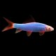 Лабео GloFish (Labeo GloFish) голубой 4 см