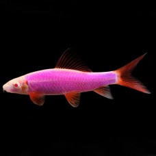 Лабео GloFish (Labeo GloFish)  розовый 4 см