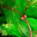 Роголистник (Ceratophyllum demersum "rotstengelig")
