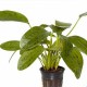 Эхинодорус "Оцелот зеленый" (Echinodorus Ozelot green) в горшке 2-5 растений
